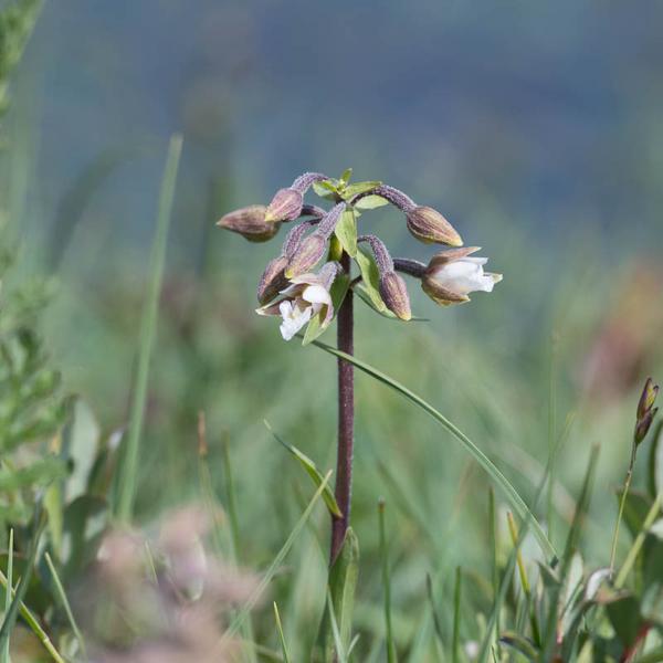 Moeraswespenorchis (Epipactis palustris)